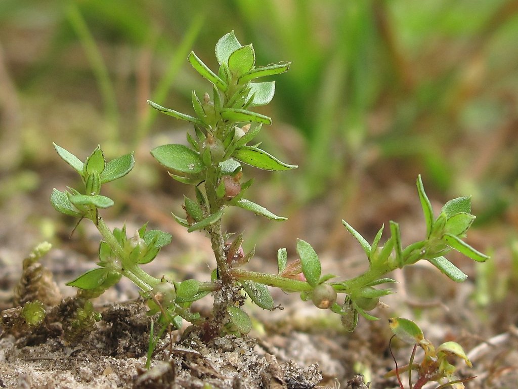 Centunculus minimus